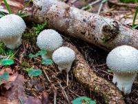 Reihe stacheliger Flaschen-Stäublinge